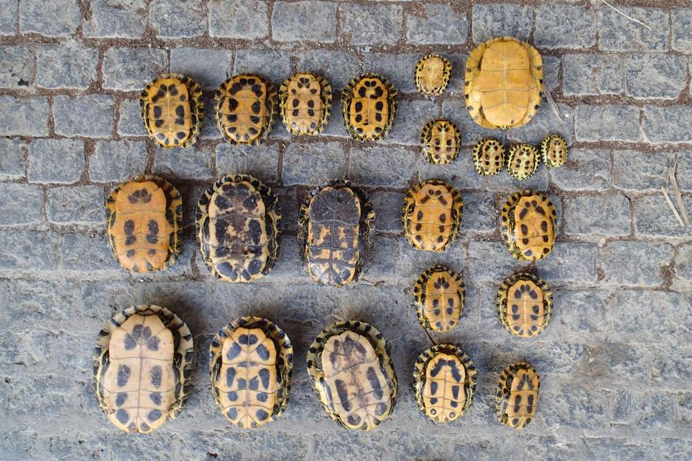 Durant aquest any s’han capturat 183 tortugues exòtiques
