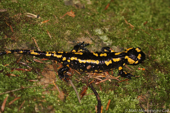 Redescoberta la salamandra i demostrada la seva reproducció al Parc de les Deveses de Salt