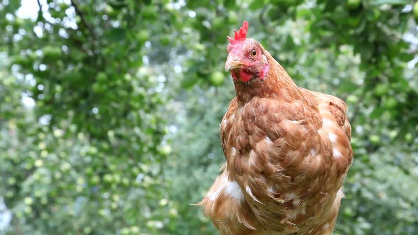 PxC ha demanat que no es prohibeixi tenir animals a les hortes de Salt