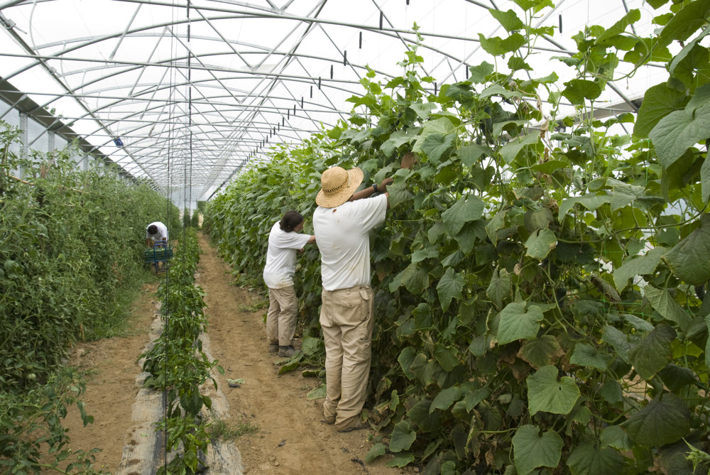Tot un èxit la horticultura ecològica Biodrissa