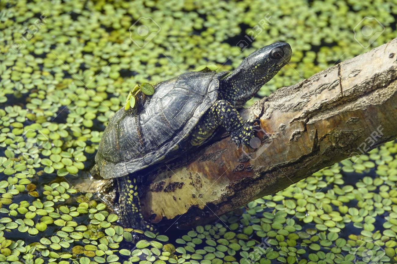 Nou projecte de recuperació de tortuga d’estany al riu Ter