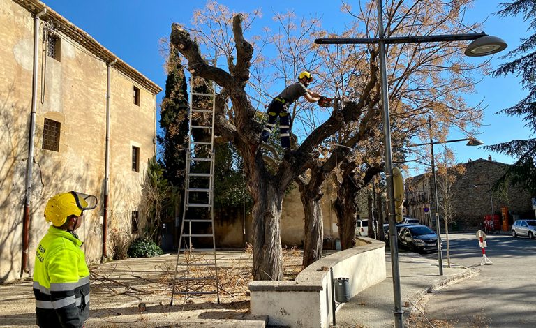 L’Ajuntament de Salt millora la salut dels arbres de la Plaça de la Vila