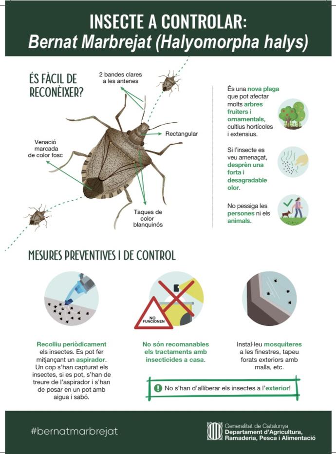 Nova espècie invasora, el Bernat marbrejat