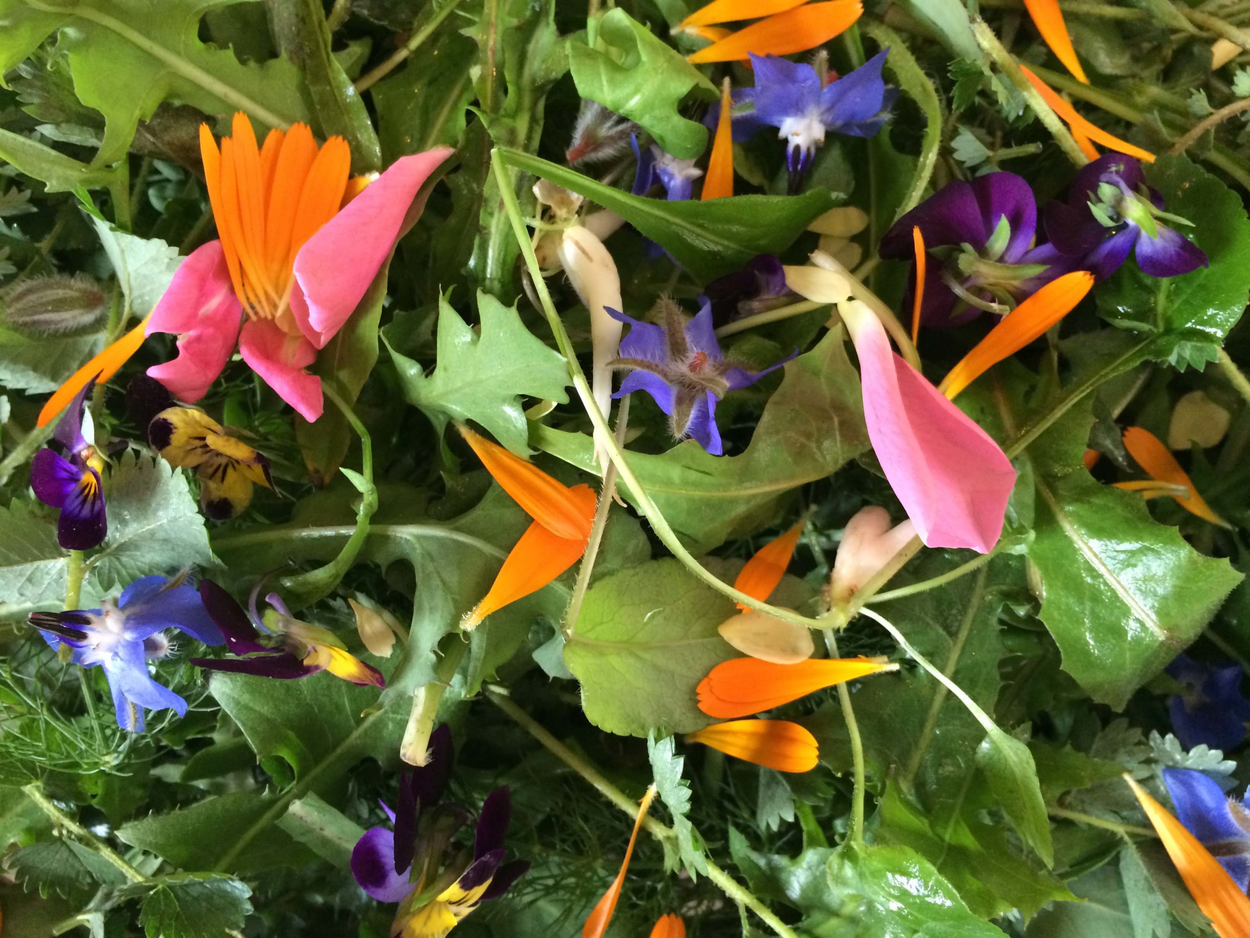 Taller: Cuina silvestre a les hortes de Salt
