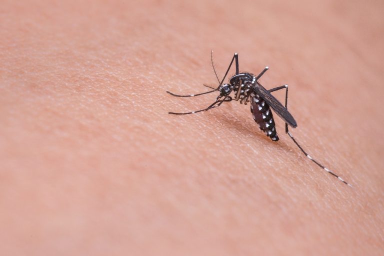 El nostre viatge cap a un estiu sense mosquits