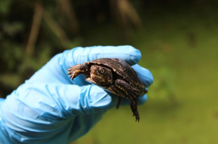 Alliberem 15 nous exemplars de tortuga d’estany per recuperar  l’espècie al curs mitjà-baix de l’espai natural protegit “Riberes del  Baix Ter” 