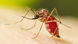 Mosquit dengue